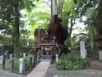 來宮神社の自然