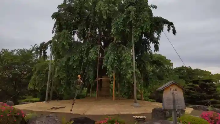 東寺(教王護国寺)(京都府)