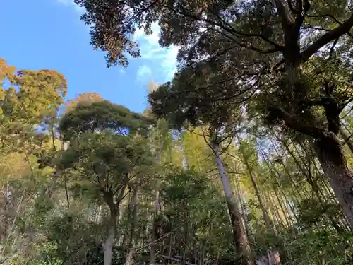 八坂神社の自然
