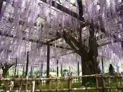玉敷神社の自然