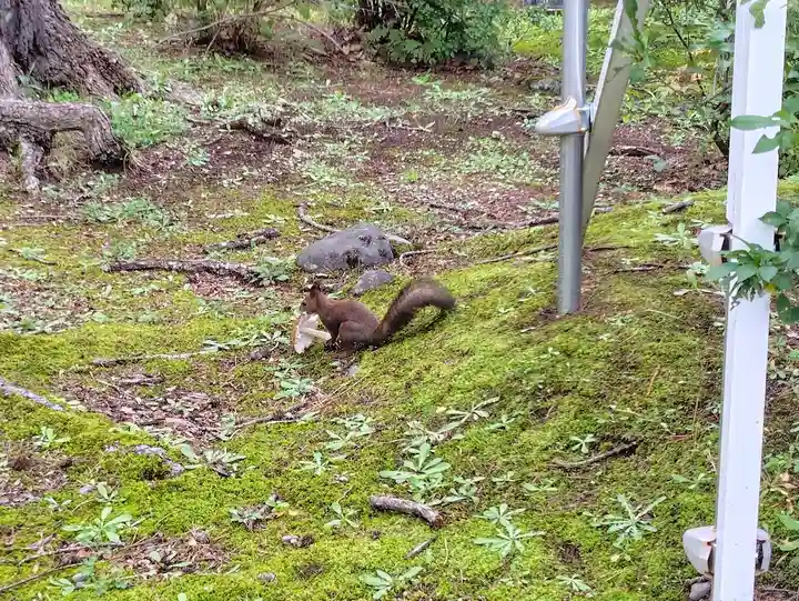 上川神社の動物