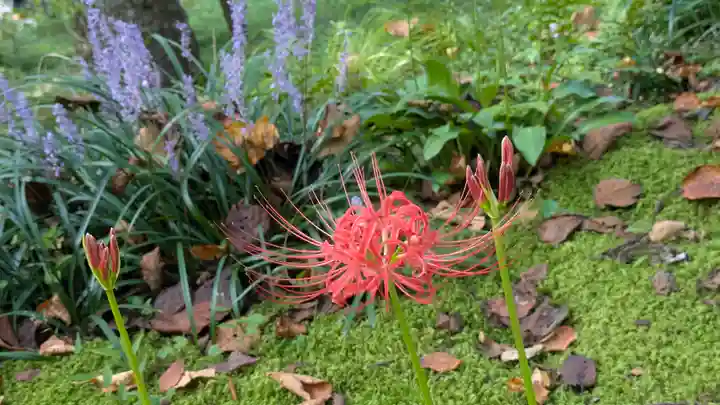 三千院門跡(京都府)