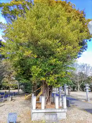 石井神明社の自然