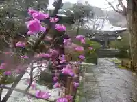 安國論寺(安国論寺)の自然