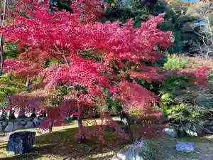 伊勢の国 四天王寺の自然(2022年11月18日(金) 15時37分49秒投稿)