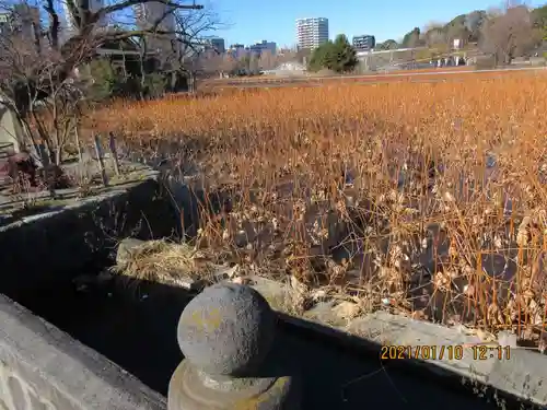 寛永寺不忍池弁天堂の庭園