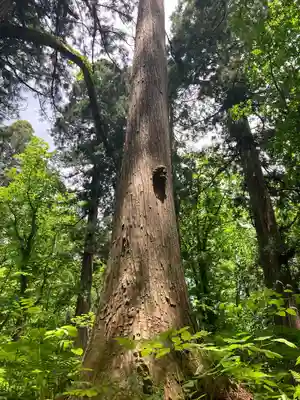戸隠神社九頭龍社(長野県)