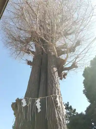 居木神社の自然