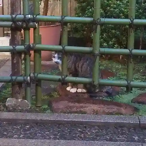 烏森神社の動物