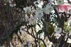 菅原天満宮（菅原神社）(奈良県)