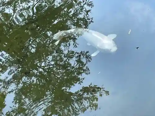 北海道護國神社の動物
