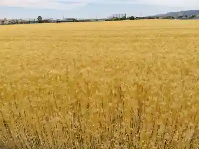 福井神社(福井県)