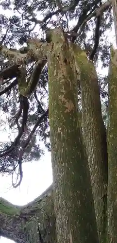 幣立神宮の自然