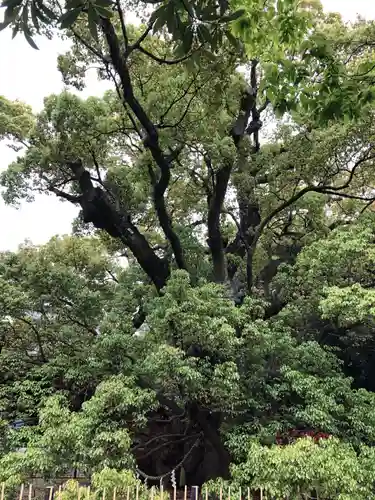 浜松八幡宮の自然