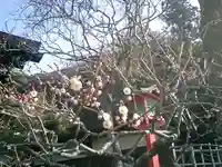 荏柄天神社の自然