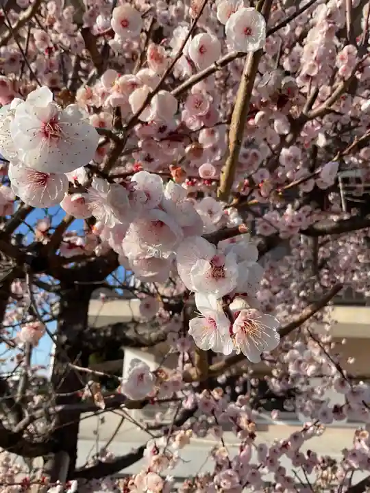 正眼寺(愛知県)