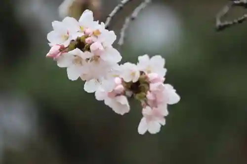 開成山大神宮の自然