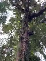 日高神社の自然
