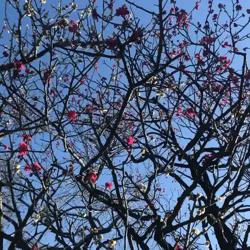 尾久八幡神社の自然
