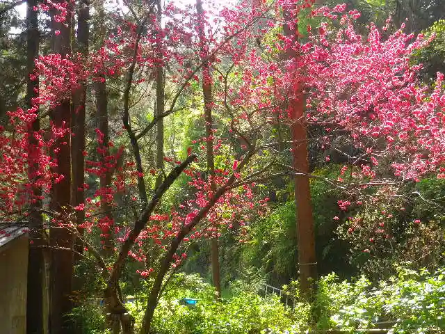 御霊神社の自然