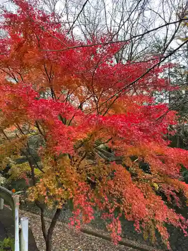 須山浅間神社(静岡県)