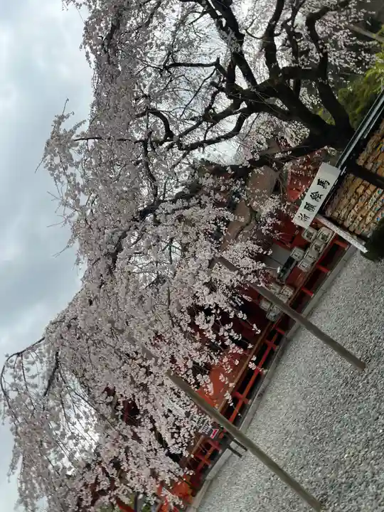 富士山本宮浅間大社の自然