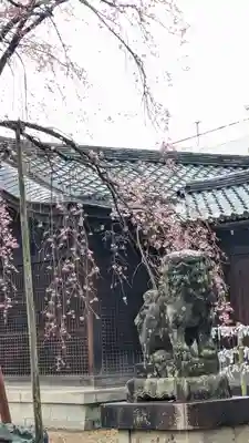縣神社の狛犬