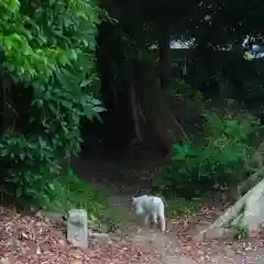 宝寿院の動物