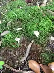 清洲山王宮　日吉神社の自然