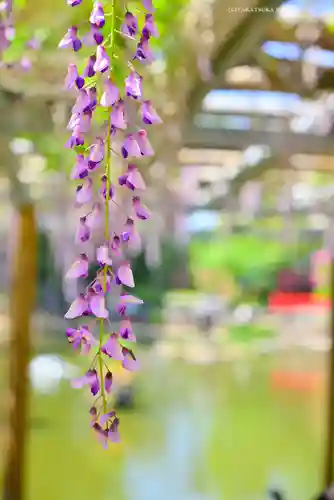 越ヶ谷久伊豆神社(埼玉県)