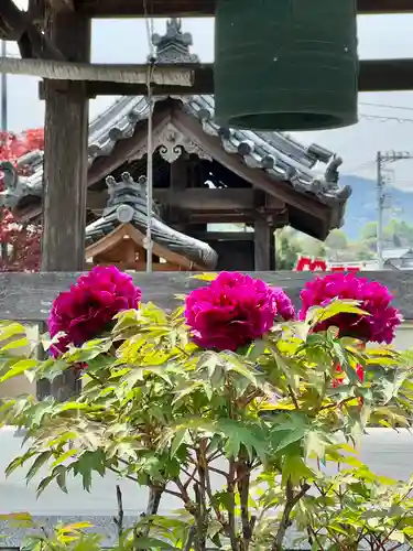 真言宗　善通寺派　薬王寺の自然