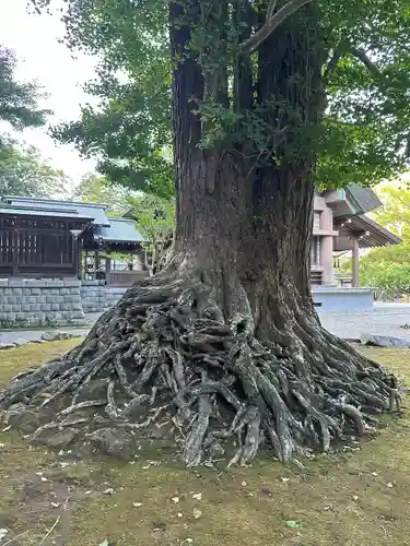 安房神社(千葉県)