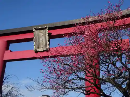 亀戸天神社の鳥居