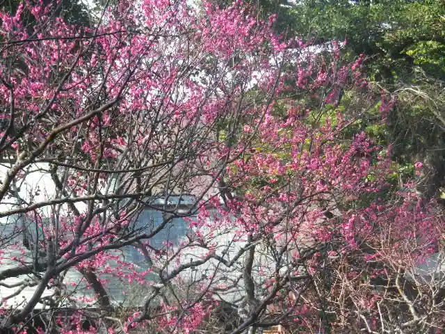 荏柄天神社の自然
