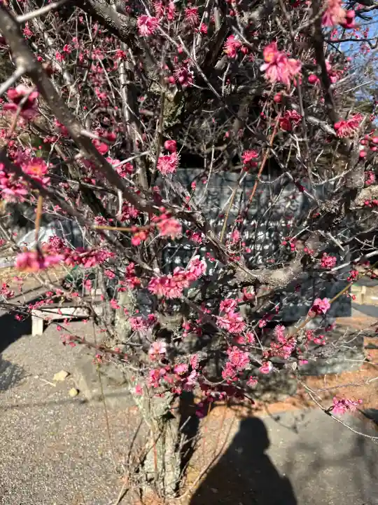 賀茂別雷神社の{uncategorized: "未分類", other: "その他", undefined: "問題あり", building: "その他建物", grave: "お墓", sacred_gate: "鳥居", guardian: "狛犬", statue: "像", buddha: "仏像", history: "歴史", nature: "自然", garden: "庭園", animal: "動物", pagoda: "塔", temizu: "手水舎", mountain_gate: "山門・神門", sanctuary: "本殿・本堂", subordinate: "末社・摂社", art: "芸術", scenery: "景色", jizo: "地蔵", ema: "絵馬", goshuin: "御朱印", omikuji: "おみくじ", items: "授与品その他", amulet: "お守り", goshuincho: "御朱印帳", eats: "食事", festival: "お祭り", votive_dance: "神楽", shichigosan: "七五三参", wedding: "結婚式", experience: "体験その他", initially: "初詣", around: "周辺", anti_infection: "感染症対策"}