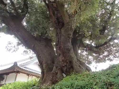 伊伎神社の建物その他