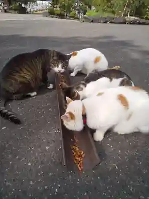 御誕生寺（猫寺）(福井県)