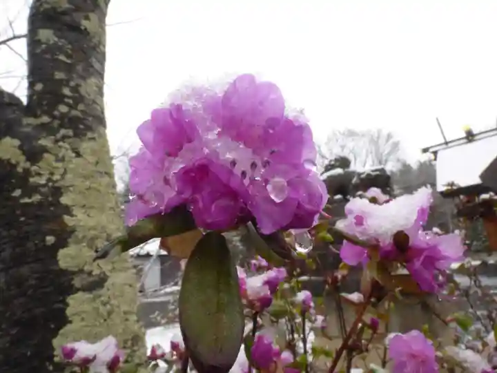 留辺蘂神社の自然