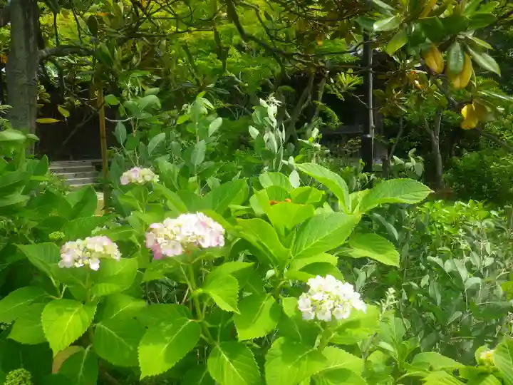 浄光明寺の自然