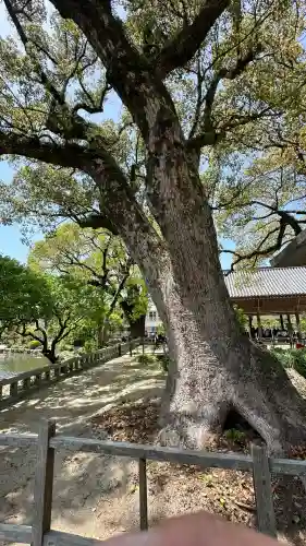 太宰府天満宮の自然