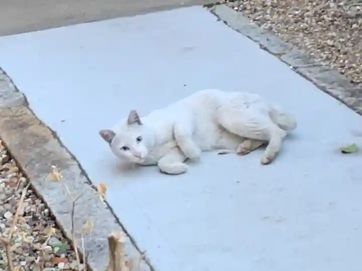 三輪神社の動物