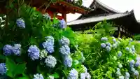 般若寺 ❁コスモス寺❁の自然