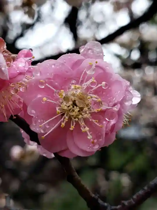 布多天神社(東京都)