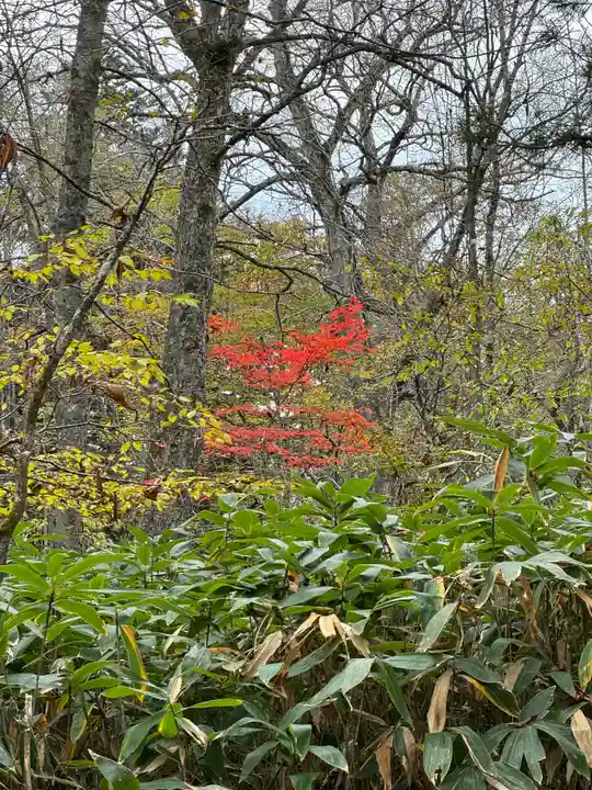 戸隠神社奥社(長野県)