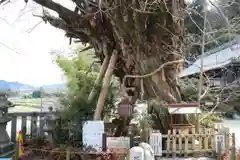 葛城一言主神社の自然