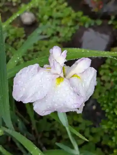 藥王寺(東京都)