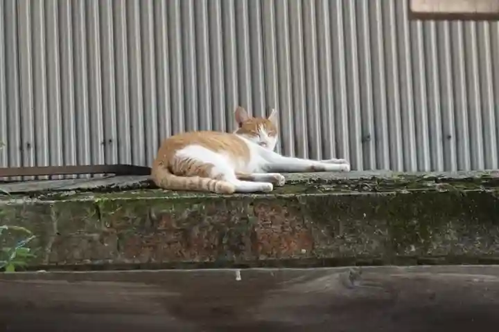 行願寺(革堂)の動物