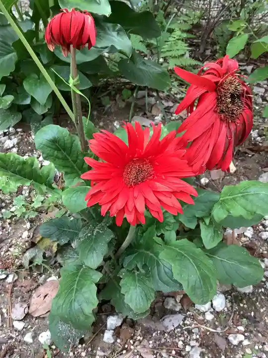 富部神社の自然