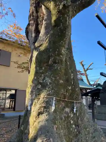 是政八幡神社(東京都)