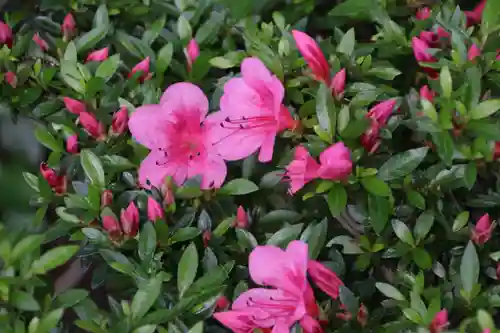 阿久津「田村神社」（郡山市阿久津町）旧社名：伊豆箱根三嶋三社の自然